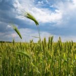 Artificial-Intelligence-Agriculture-Machine-Learning-Farming